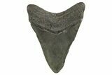 Serrated, Fossil Megalodon Tooth - South Carolina #321323-1